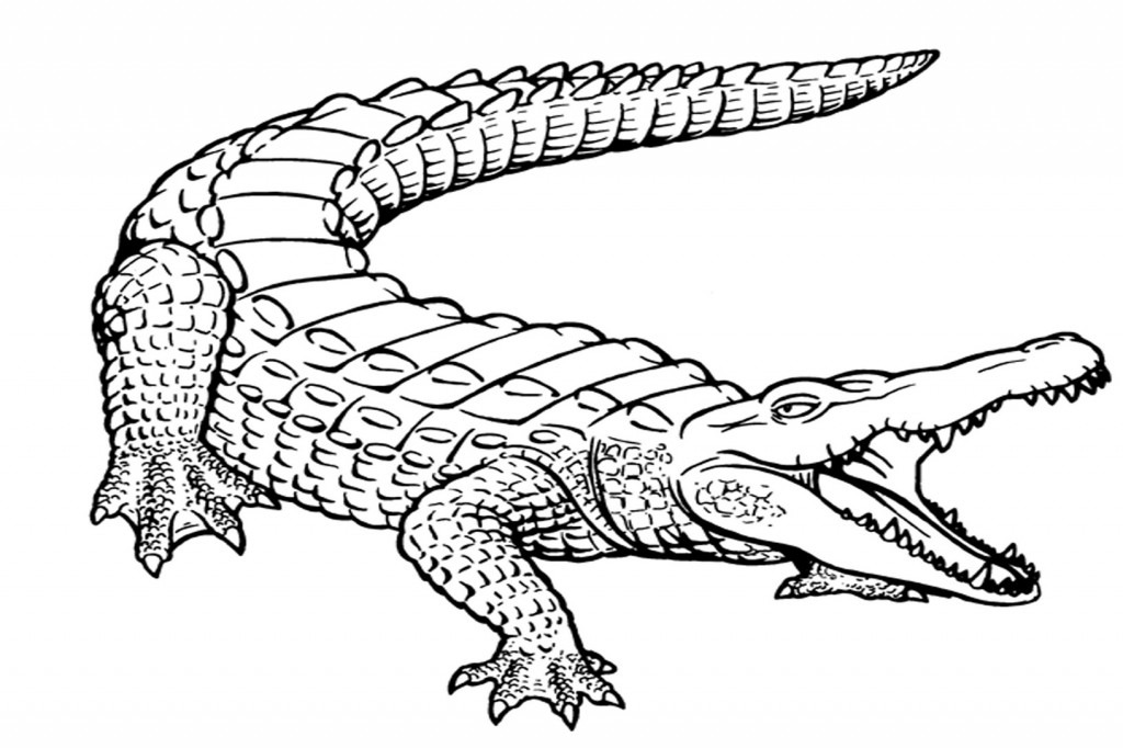 Alligator clipart colored. Black and white sketch