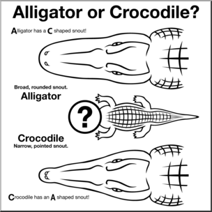 crocodile clipart aligator