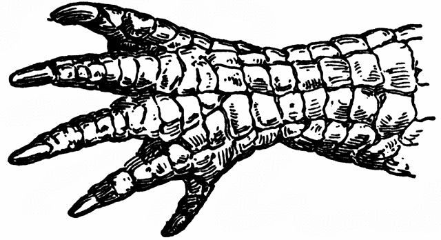 alligator clipart hand