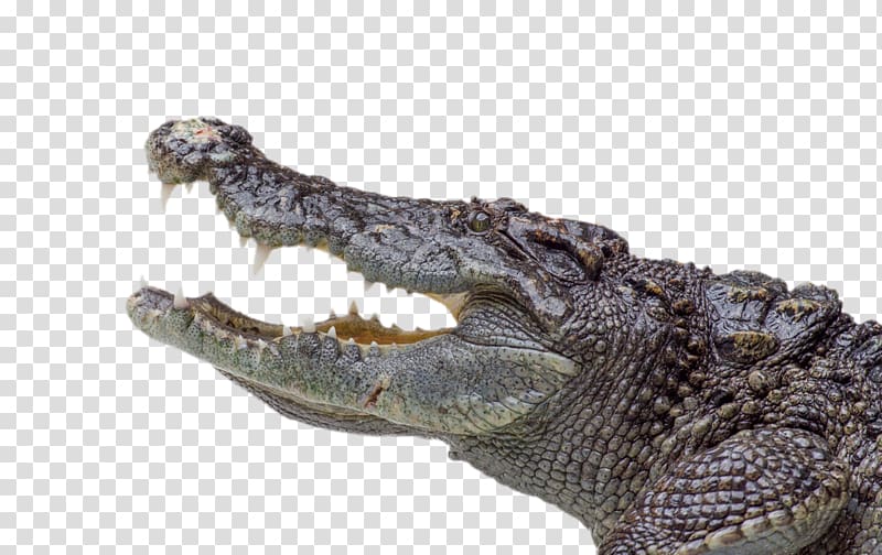 alligator clipart nile crocodile