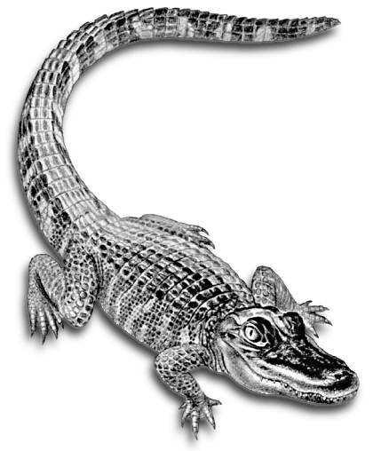 alligator clipart safari