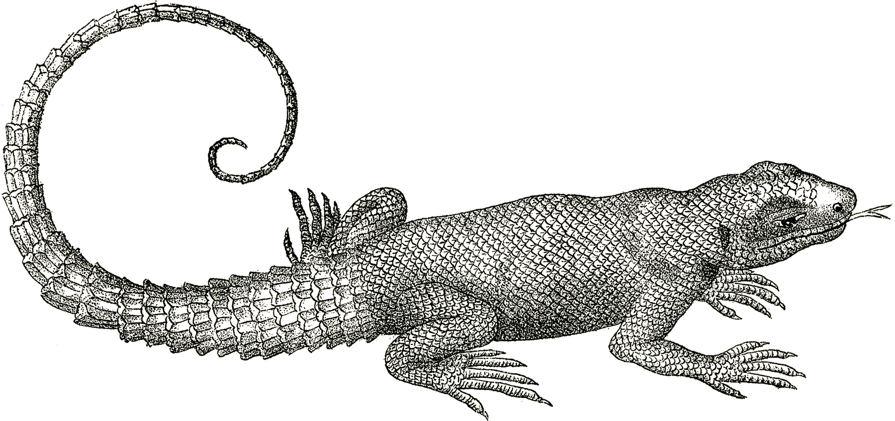 Alligator clipart vintage. Free lizard clip art