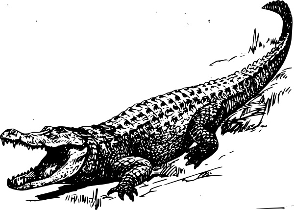 Gator clipart vector. Free alligator clip art