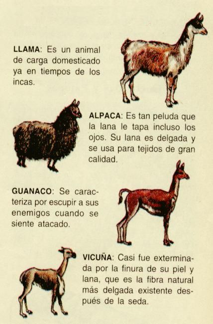 Alpaca clipart ancient inca. Llama vs vicuna animales