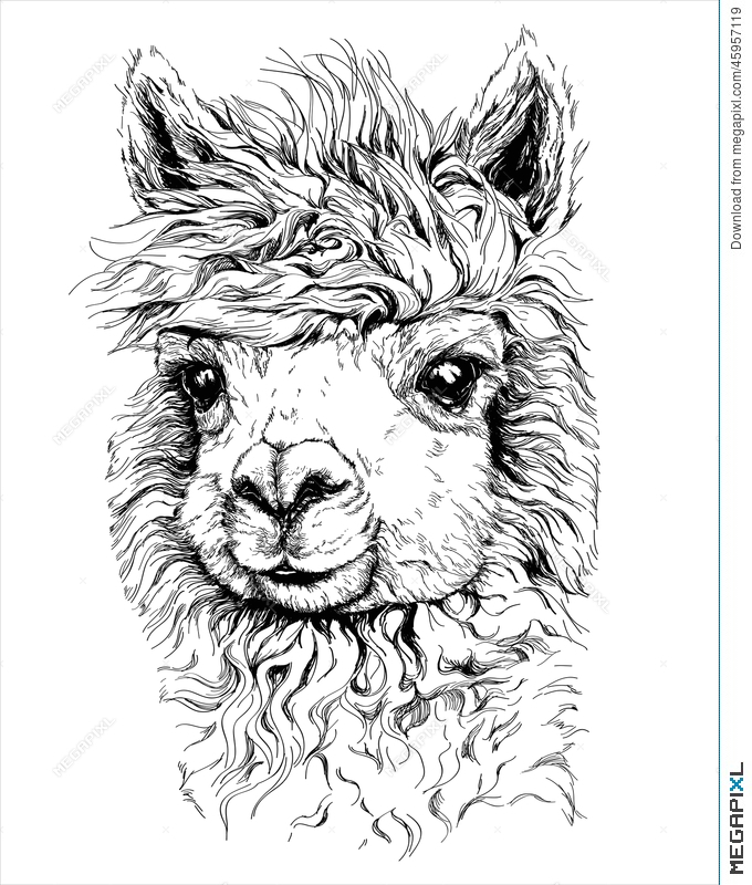alpaca clipart black and white