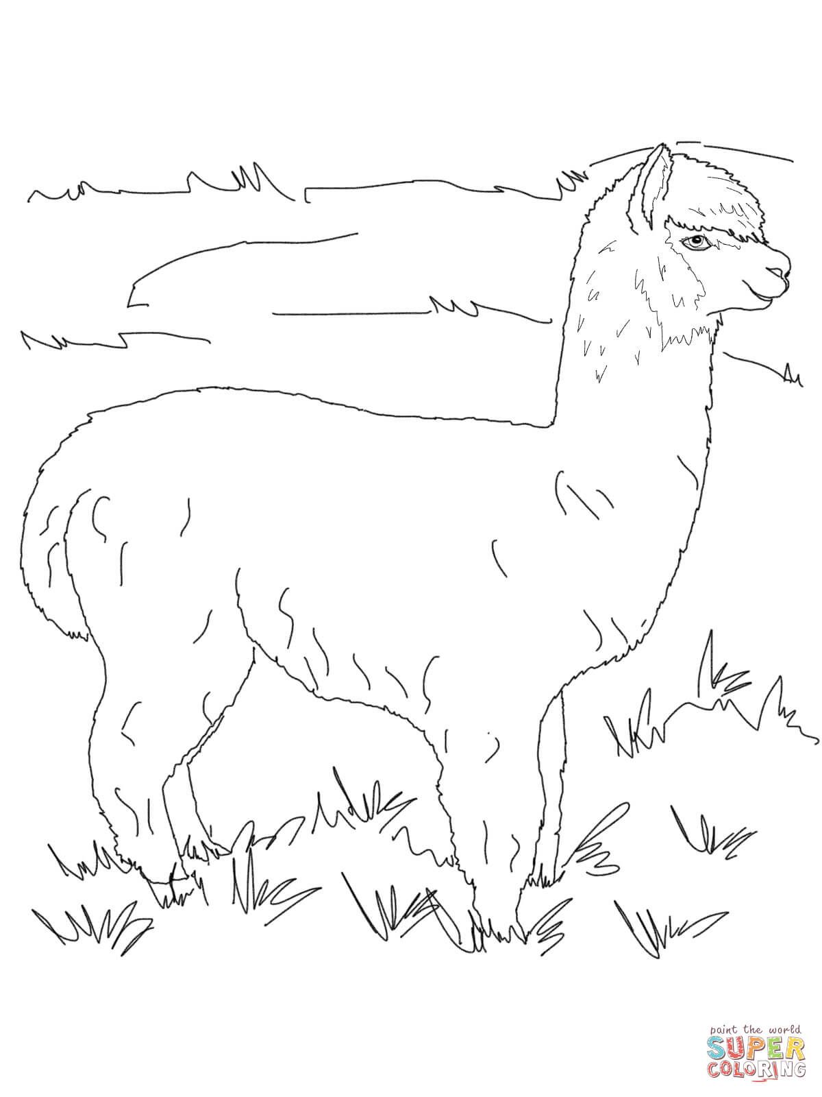 Alpaca clipart coloring page. Pages free misc ideas