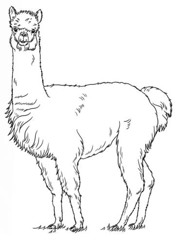 Alpaca clipart coloring page. Free printable pages 