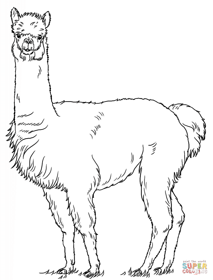 Pages free. Alpaca clipart coloring page