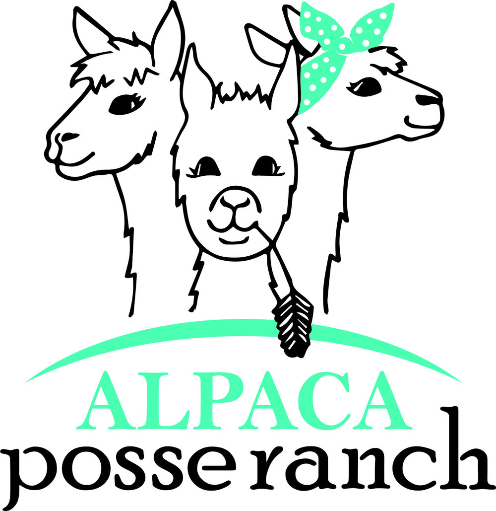 alpaca clipart head