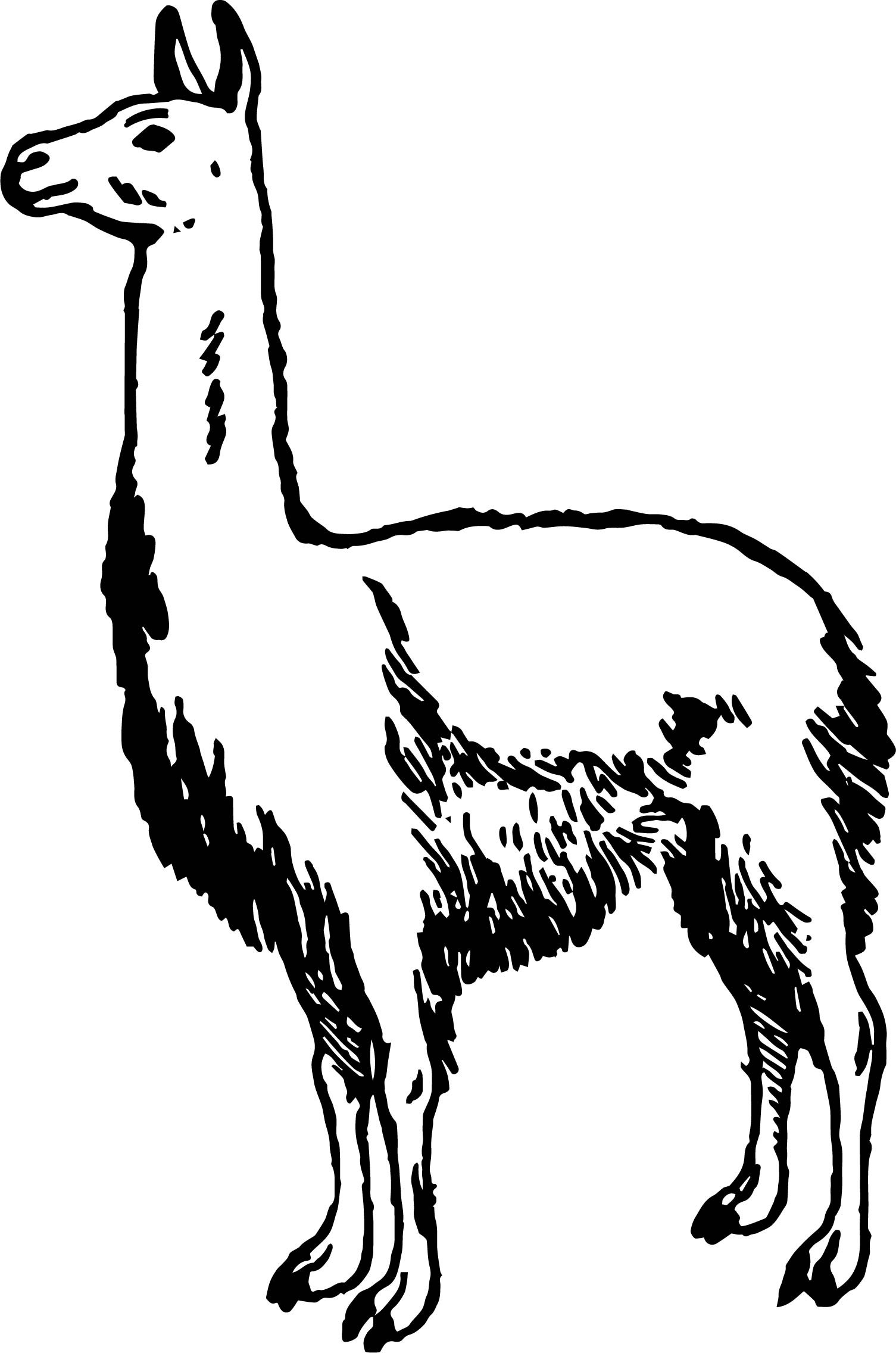 alpaca clipart simple
