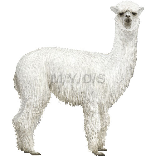 alpaca clipart white background