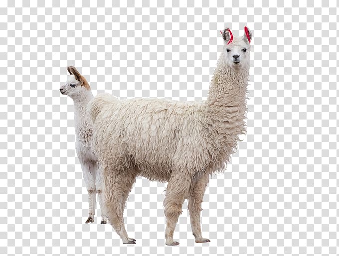 alpaca clipart white background