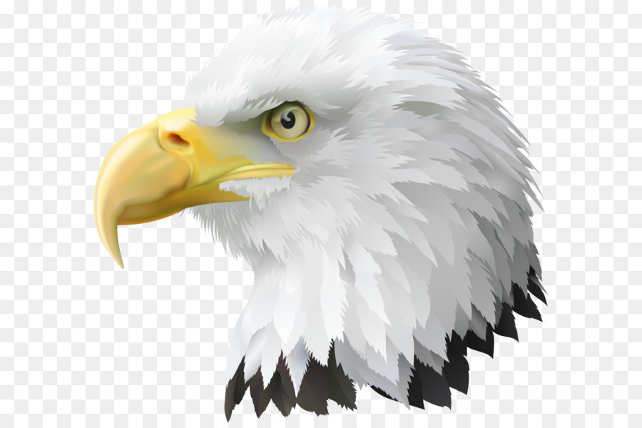 america clipart eagle