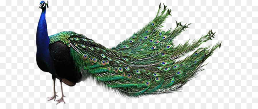 Angry clipart peacock. Bird peafowl clip art