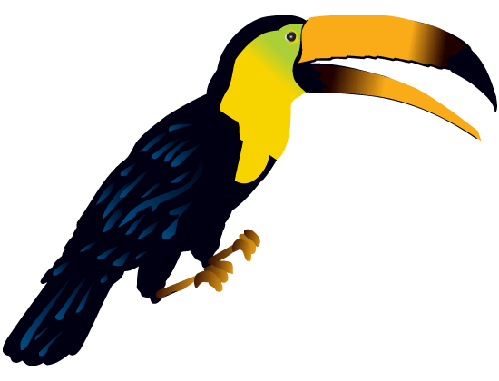 toucan clipart rainforest insect