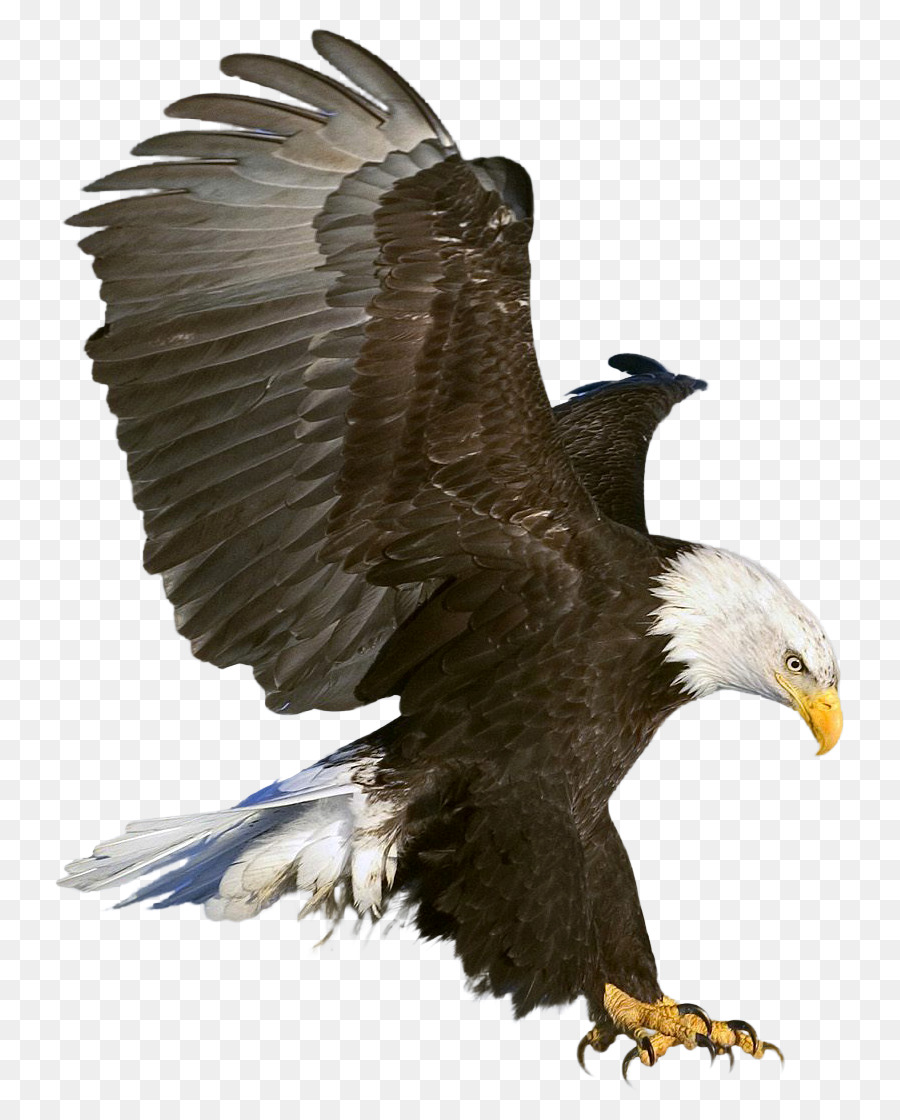 animal clipart eagle