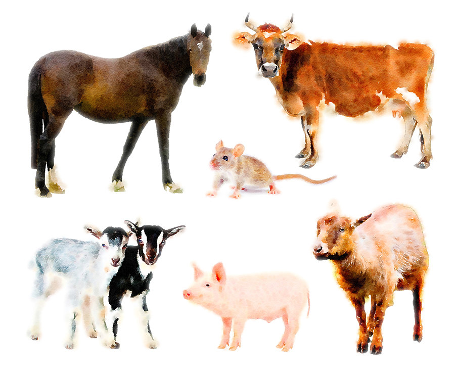 animals clipart cow