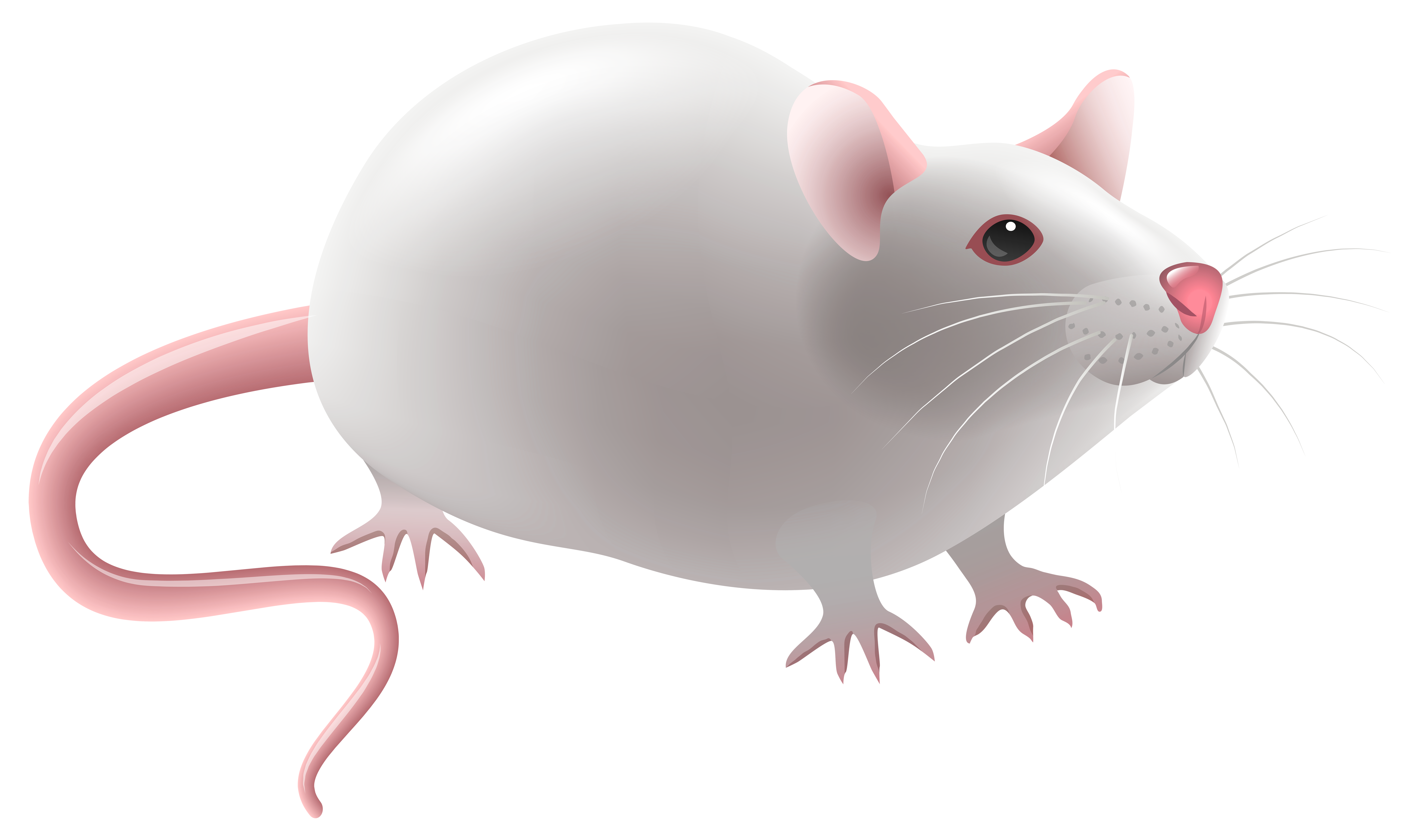 Mouse png clip art. Mice clipart realistic