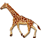 animated clipart giraffe