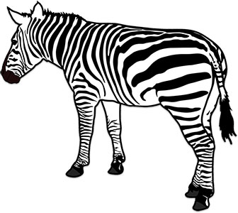 Free graphics . Animated clipart zebra