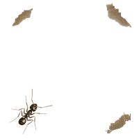  ants animated images. Ant clipart animation
