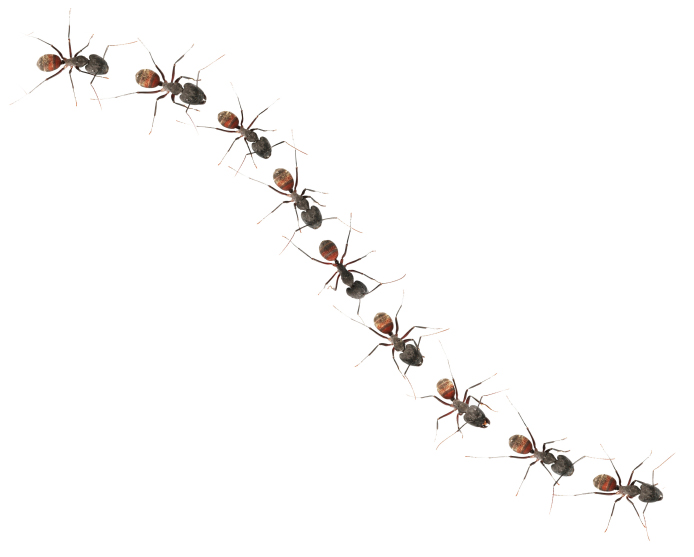 Parade lake county nature. Ant clipart ants marching