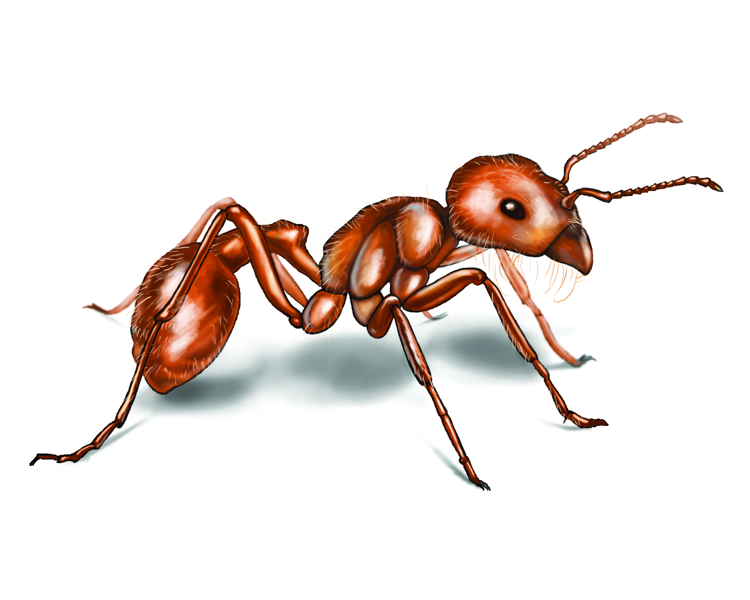 Harvester basic information why. Ant clipart body