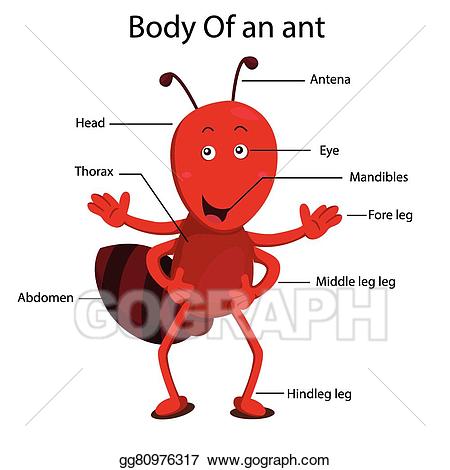 Ants clipart body. Vector illustrator of ant