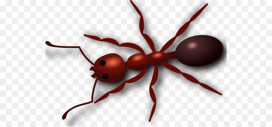 Red imported fire clip. Ant clipart bullet ant