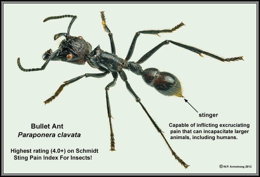 Ant clipart bullet ant. Venoms the infamous subfamily
