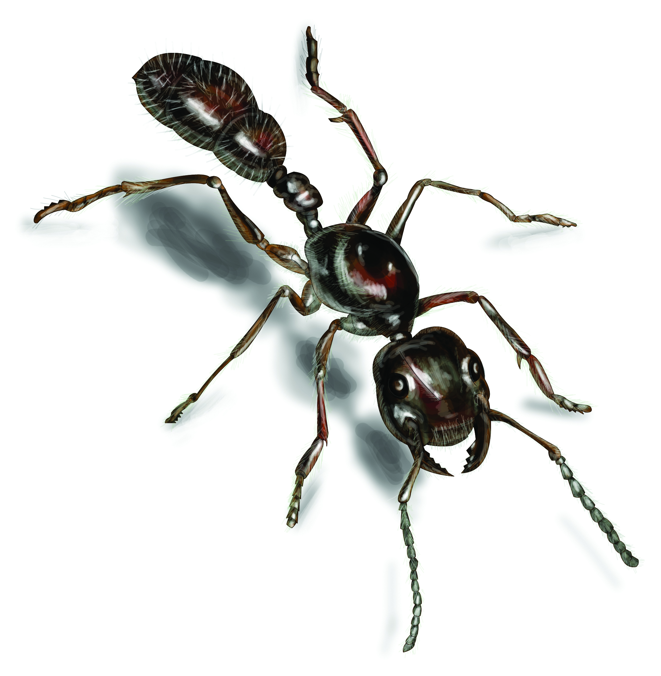 Ants clipart bullet ant. Top hd animal spot