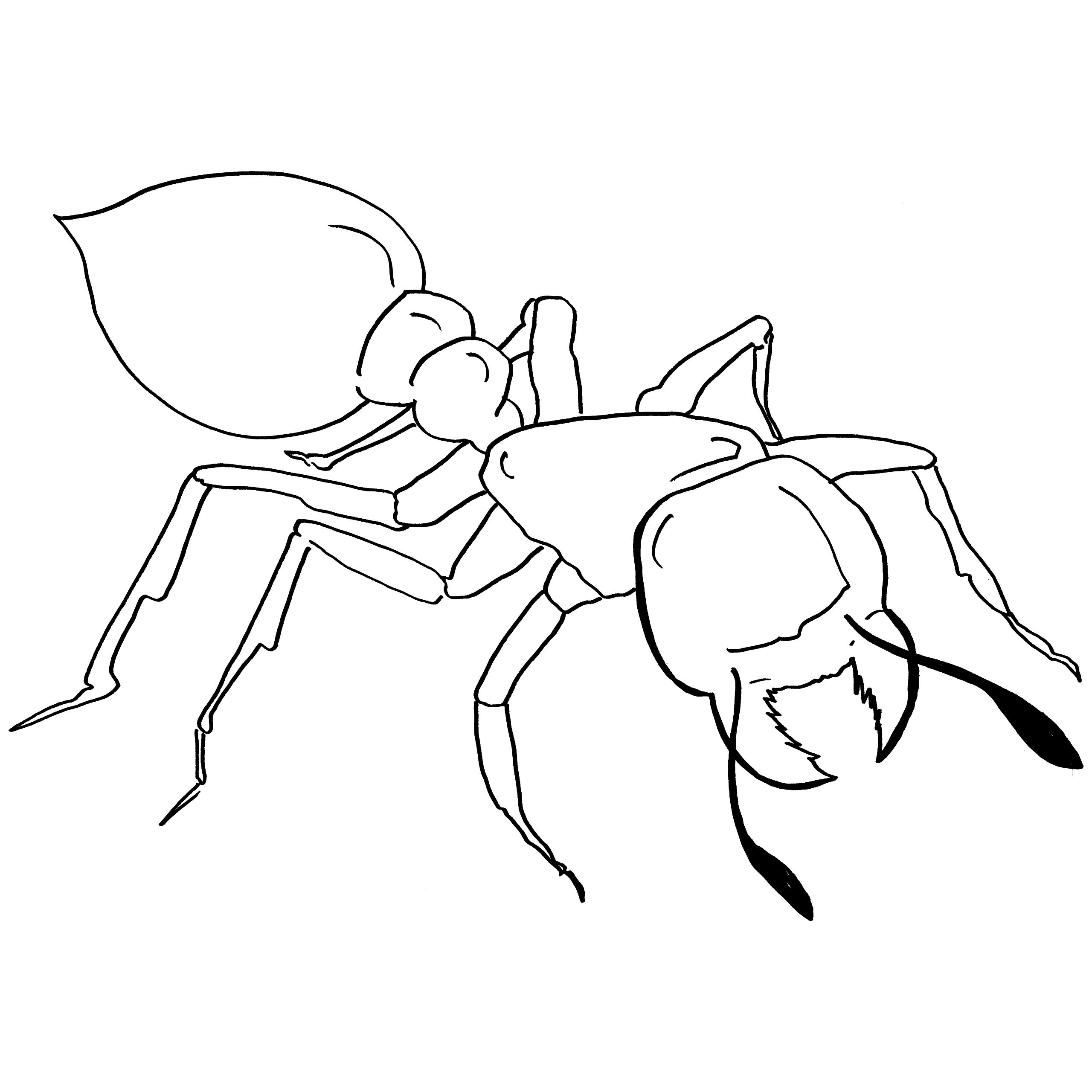 Line drawing at getdrawings. Ants clipart bullet ant