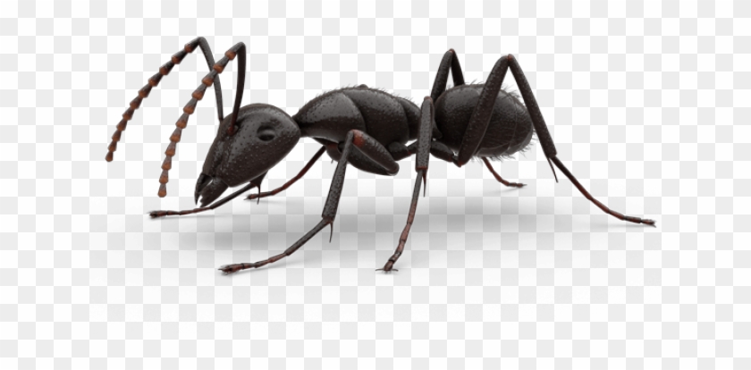 Png transparent x pngfind. Ant clipart bullet ant