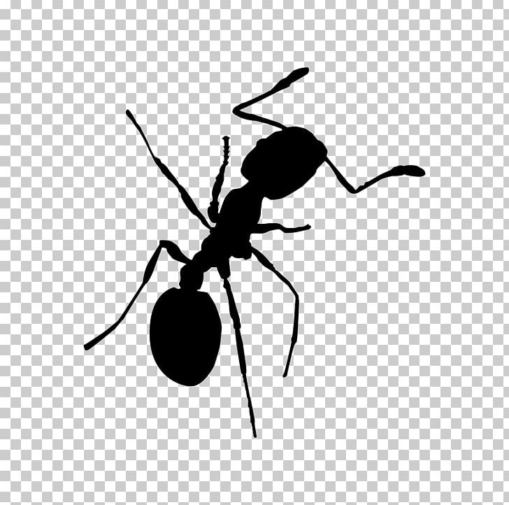 Ants clipart bullet ant. Red imported fire pharaoh