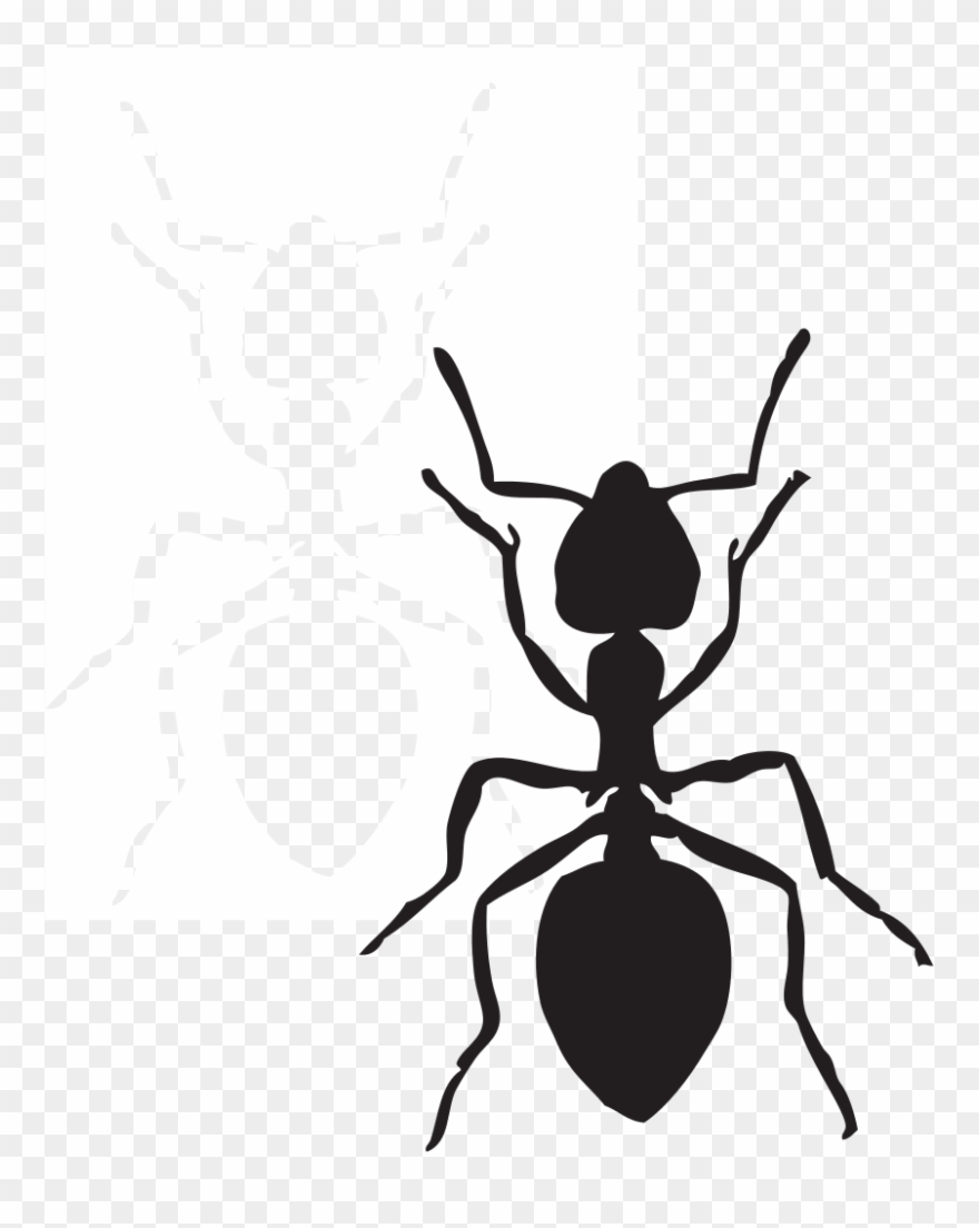 Insects clipart arthropod. Black carpenter ant insect