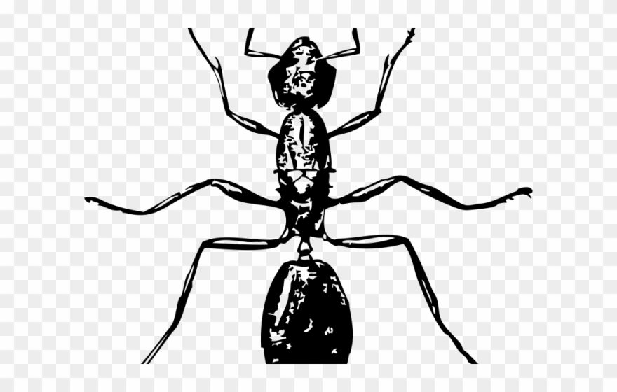 Ants clipart carpenter ant. Insect black and white