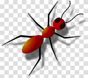 Ant clipart clear background. Ants transparent png hiclipart