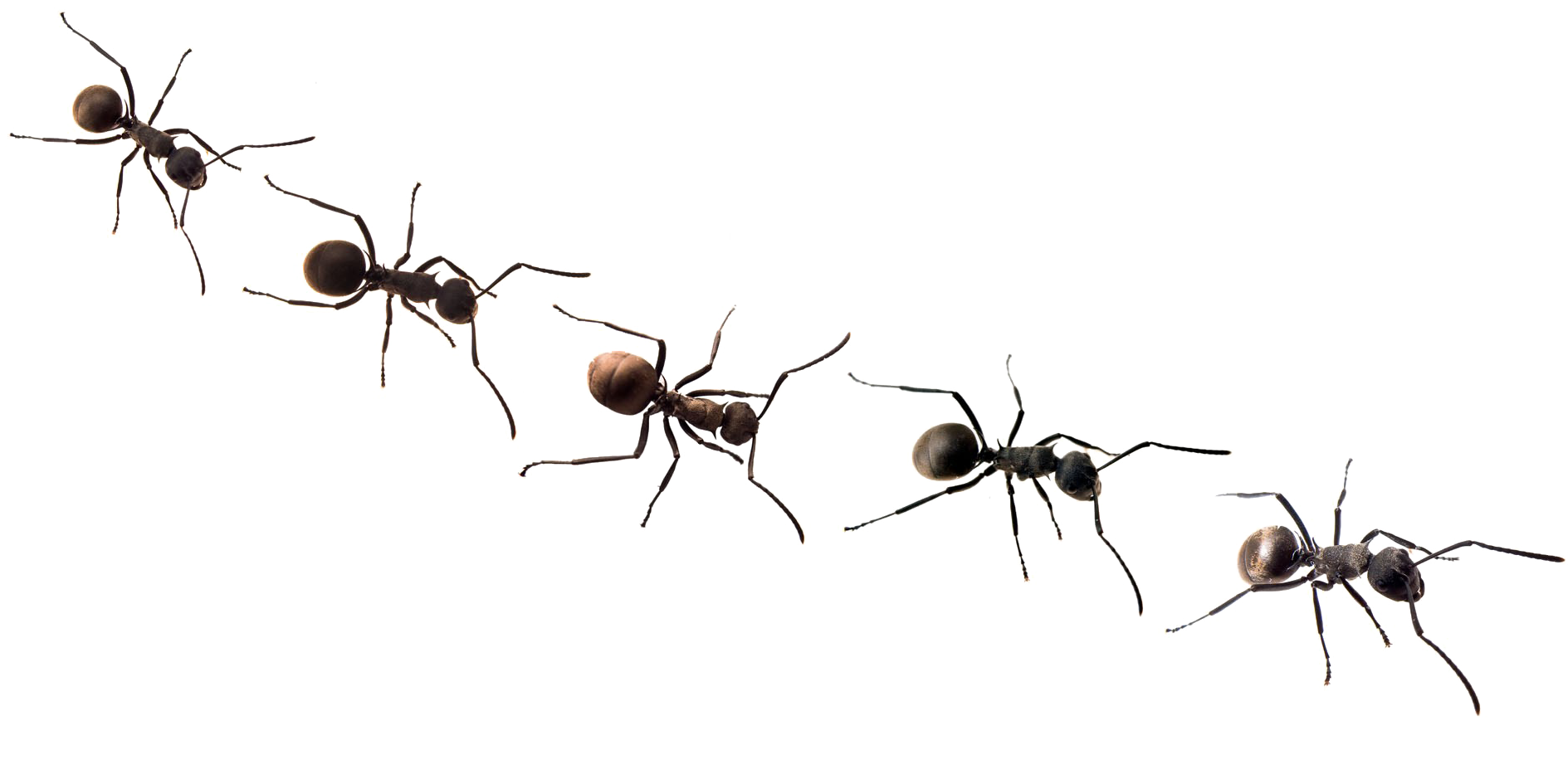 Png free with no. Ants clipart clear background