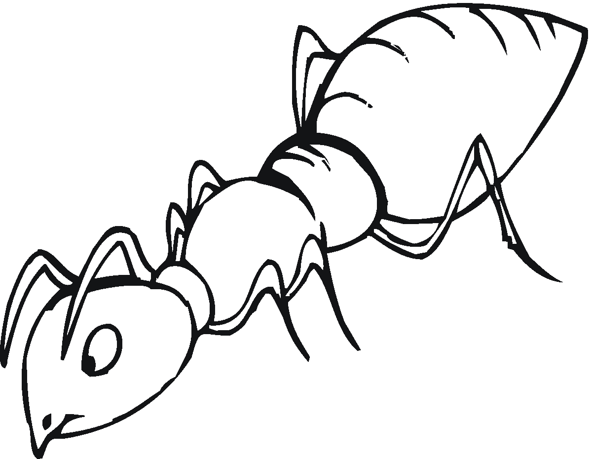 Free pictures of ants. Ant clipart colour