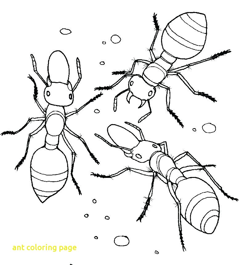 Ants clipart colouring page. Ant coloring wkwedding co