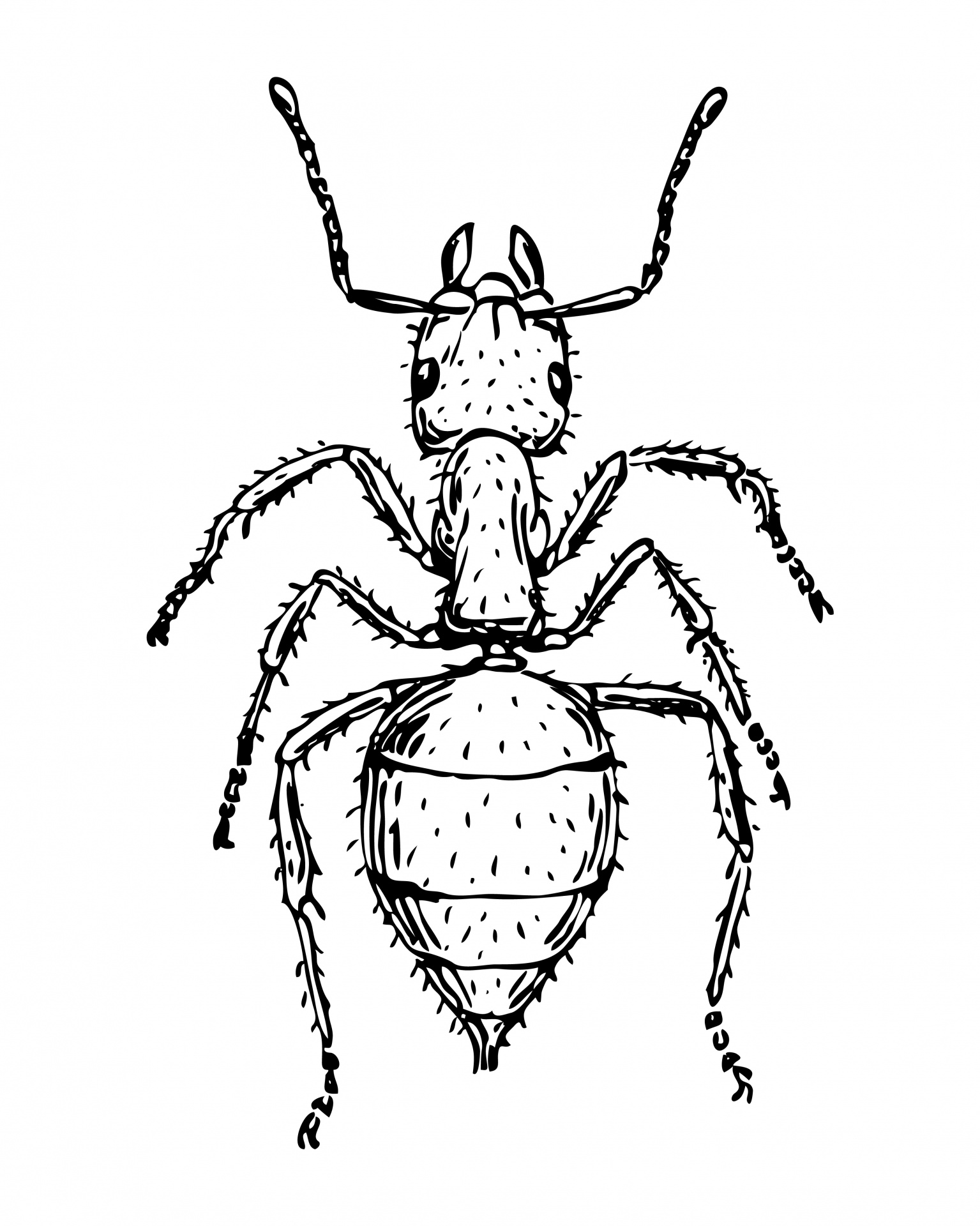 Ant clipart gray. Illustration free stock photo