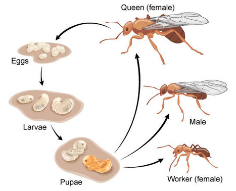 Ant clipart leaf cutter ant. Life cycle of ants