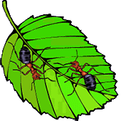 Ant clipart leaf cutter ant. Free gifs animated ants
