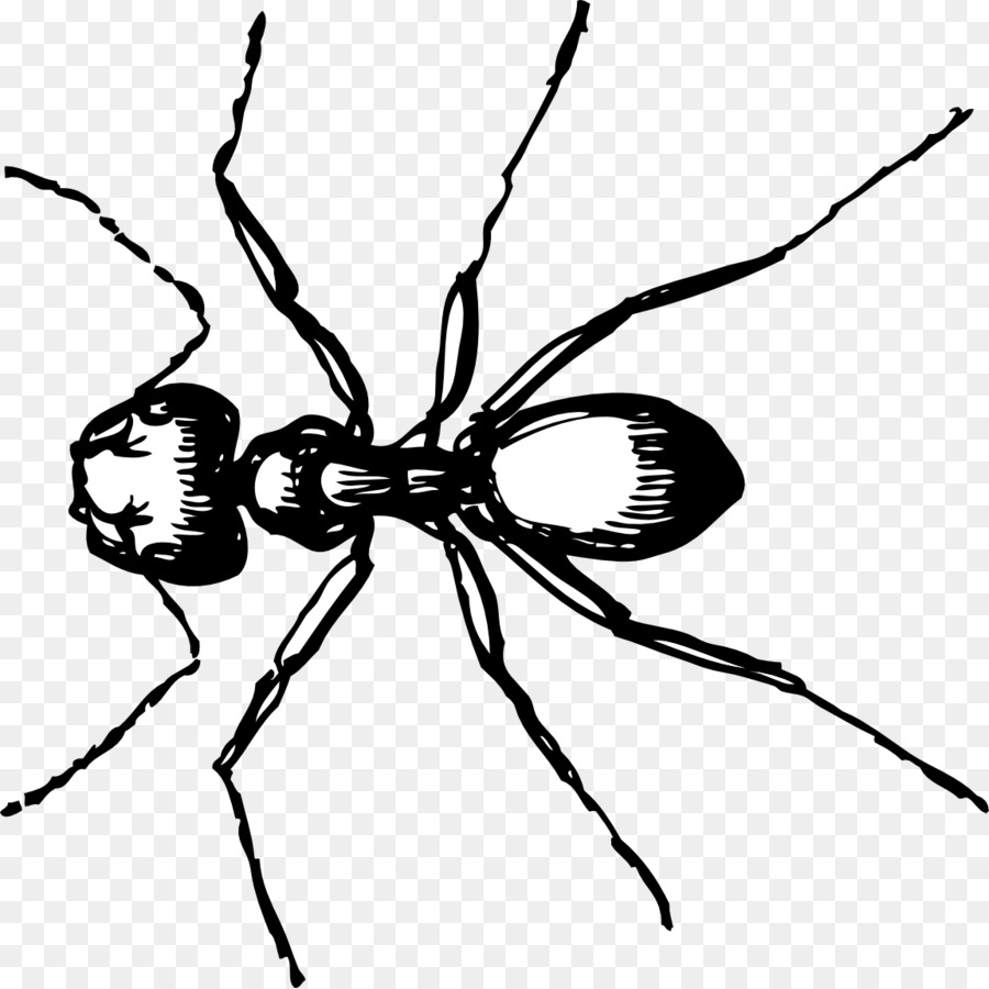 Ant clipart line drawing. Cartoon graphics transparent 