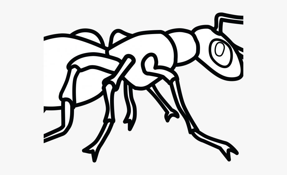 Ant clipart line drawing. Ants black and white