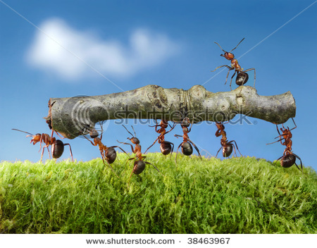 Ant clipart teamwork. Picture of ants working