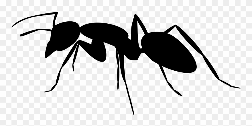 Black and white the. Ant clipart transparent background