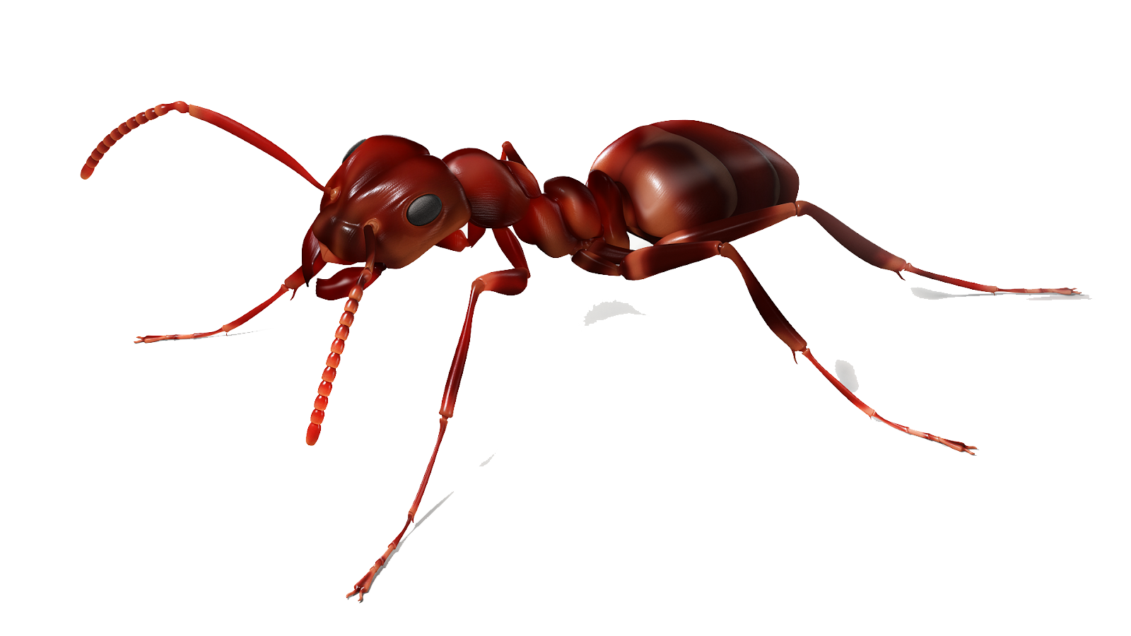 Ant clipart transparent background. Png mart