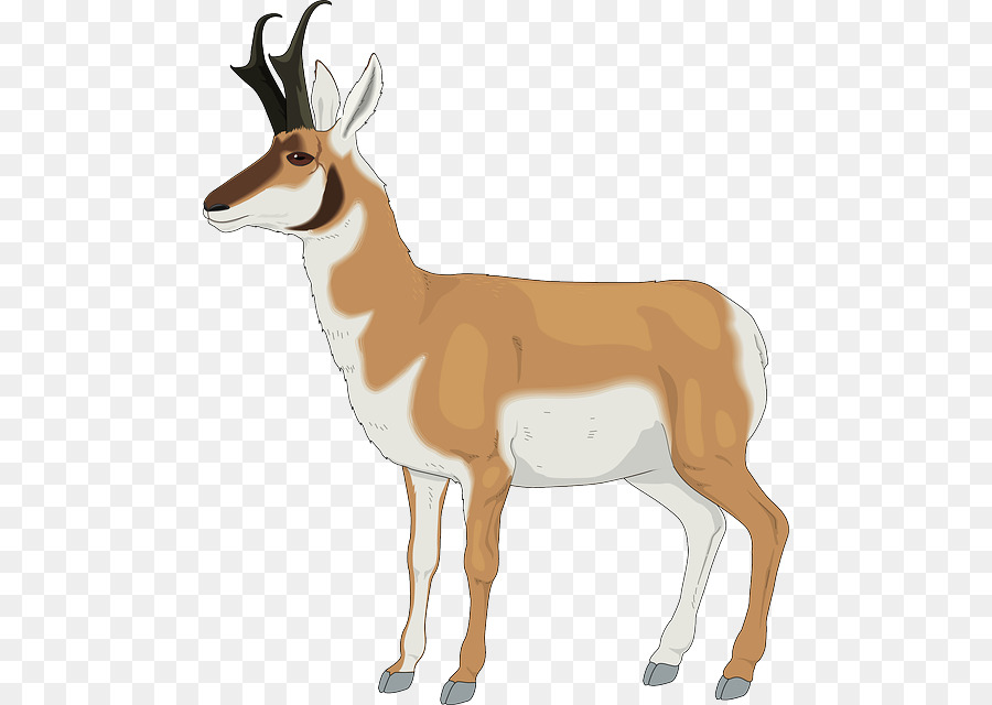 Antelope pronghorn impala png. Antler clipart gazelle