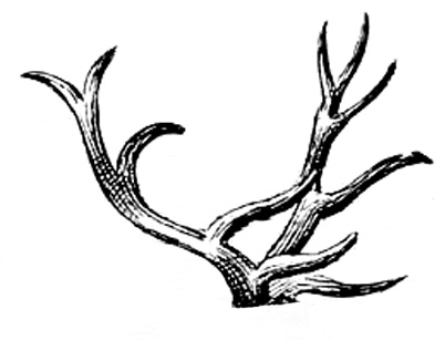 Vintage images deer dogs. Antlers clipart black and white